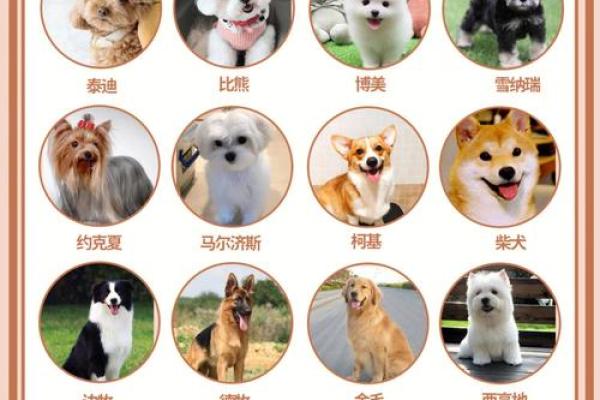 最受欢迎的狗狗名字趋势