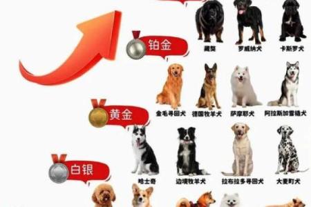 最受欢迎的狗狗名字趋势
