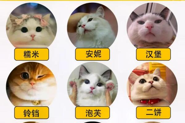适合男猫的个性化名字推荐