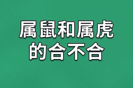 虎鼠配对的优缺点解析