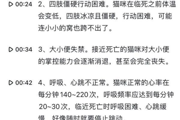 揭开猫命格的神秘面纱 探索猫咪的命运