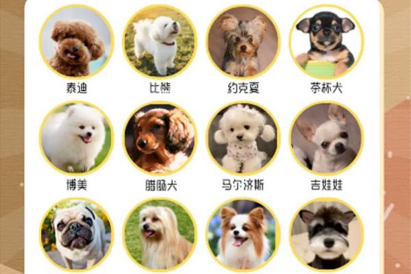 温柔又有趣的女狗狗名字大全