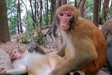 狗女和猴男的性格差异与互补性探讨