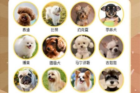 温柔又有趣的女狗狗名字大全