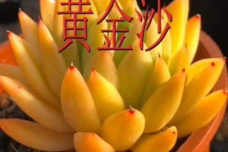 揭秘黄金沙命的独特特征与影响
