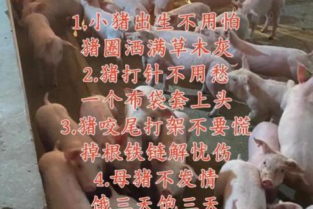 猪与马在性格上的互补性探讨