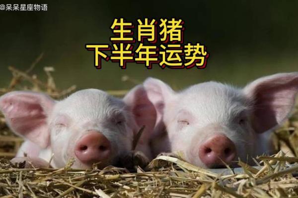 本命年猪男如何化解运势波动 本命年猪男如何化解运势波动