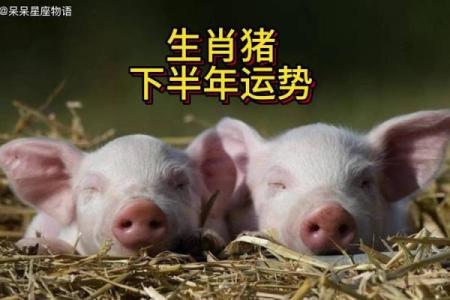 本命年猪男如何化解运势波动