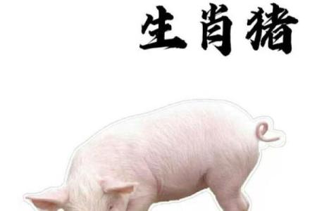 属猪和哪些属相最为相配，最佳搭配解析