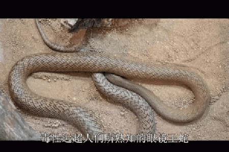 揭秘蛇和鼠的婚姻匹配性与关系动态