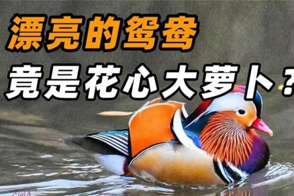 揭开鸳鸯命的神秘面纱及其运势变化