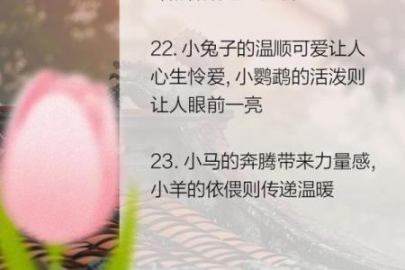 为你的宠物小可爱挑选一个充满爱意的名字
