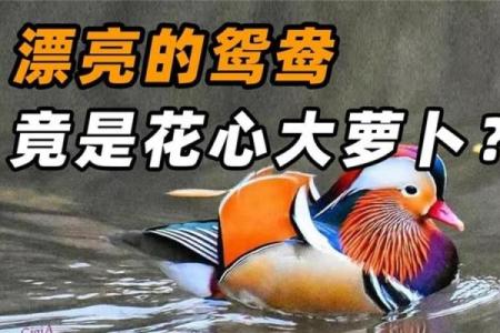 揭开鸳鸯命的神秘面纱及其运势变化