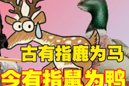 马与鼠能否成为最佳搭档