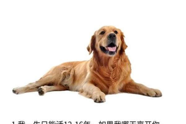 狗与狗能否成为完美搭档？了解它们的相配性