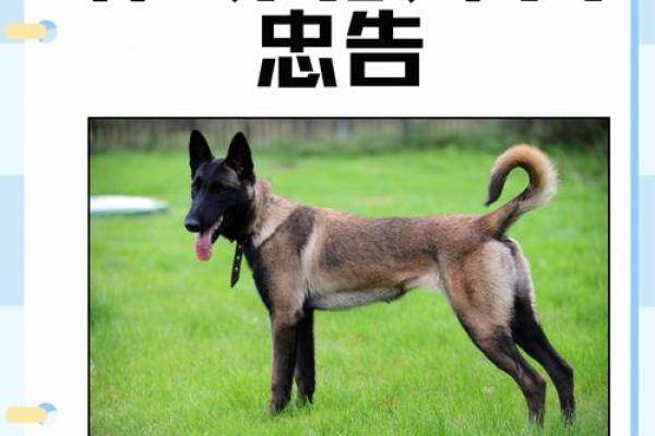 马与狗：一场关于友谊与合作的动物故事