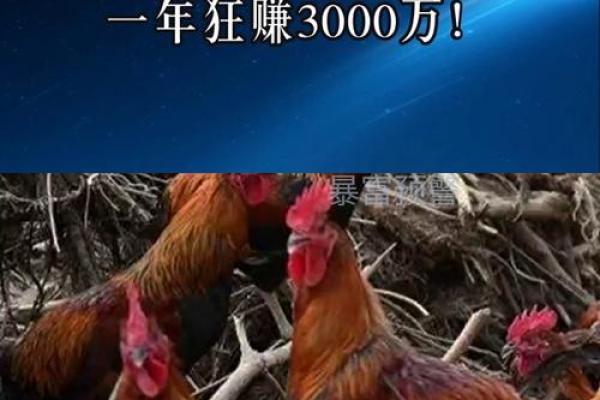 鸡猪是否合适养在一起 分析两者的互动影响