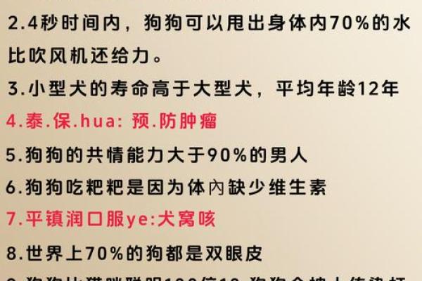 龙狗配对的缘分与挑战分析