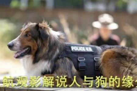 龙狗配对的缘分与挑战分析