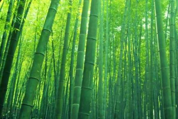 竹的力量：看竹子如何改变生态与经济