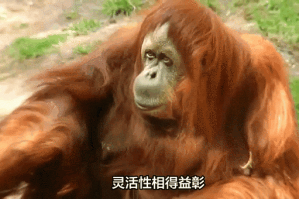 鼠年出生的人与哪些生肖最合拍