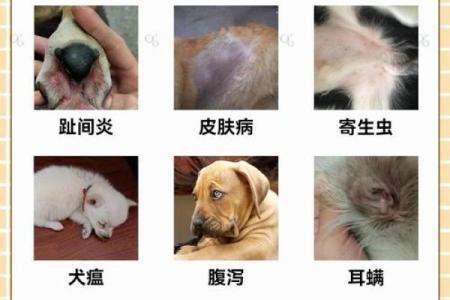 你知道吗？狗狗的生辰八字竟能影响它们的健康和运势！