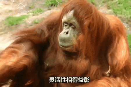 鼠年出生的人与哪些生肖最合拍