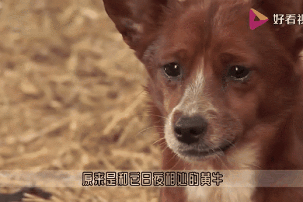 狗牛组合:性格差异与互补性 狗牛组合:性格差异与互补性