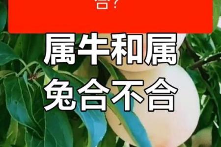 属兔和属马相配吗？一探究竟