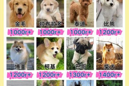 龙狗性格契合度如何