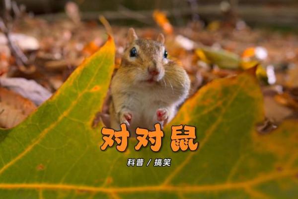 狗与鼠的爱情契合度探讨