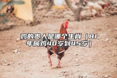 你知道鸡的生辰八字有多神奇吗？看看你的运势如何