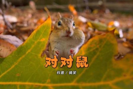 狗与鼠的爱情契合度探讨