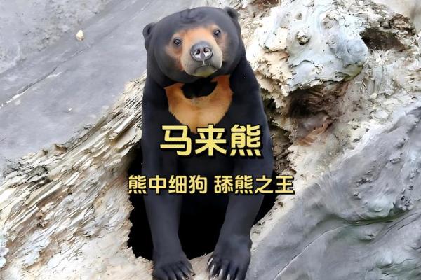 熊名字大全：给你的熊宠物取个特别的名字