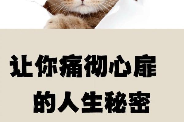 揭开一等命的真相：人生的成功之道
