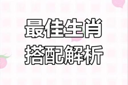 马和哪些生肖最合拍，探索和谐搭配的奥秘