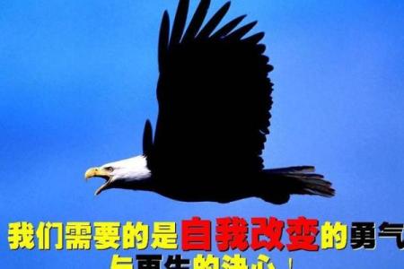 探索鹰的名字与自然的联系