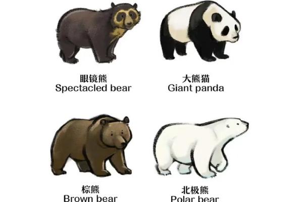 熊名字大全：从可爱到威猛，适合各种熊的名字