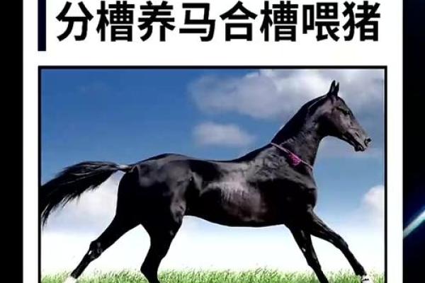 马和猪是理想的搭档吗？