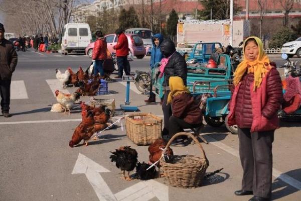 本命年鸡男的健康饮食建议