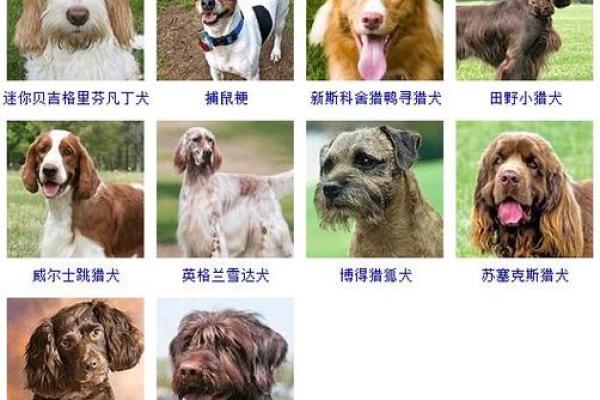 适合活泼男狗狗的名字大全