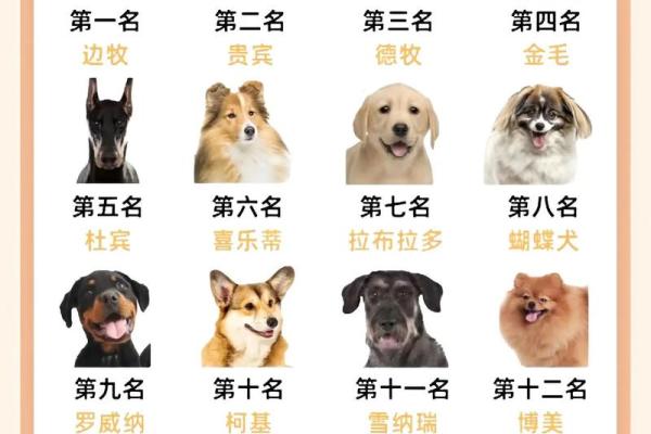 适合活泼男狗狗的名字大全