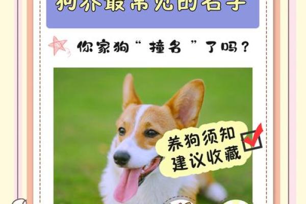 如何为你的狗狗取个独特又有意义的名字 如何为你的狗狗取个独特又有意义的名字