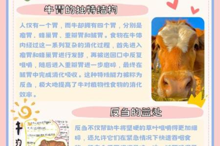 鸡与牛能否互补 看看专家怎么说