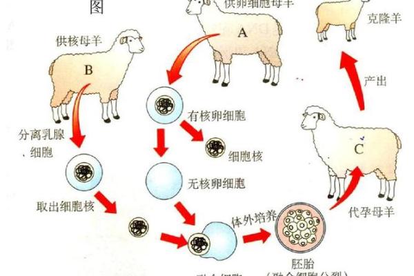 羊与羊相配的奇妙契机 如何让它们和谐共生 羊与羊相配的奇妙契机 如何让它们和谐共生