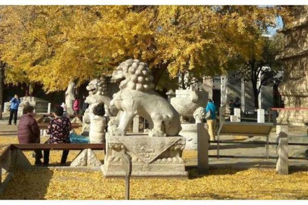 珊:古老与现代交织的名字传承 珊:古老与现代交织的名字传承