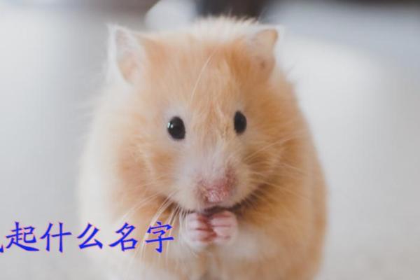 为仓鼠取名字时需要考虑的因素 为仓鼠取名字时需要考虑的因素