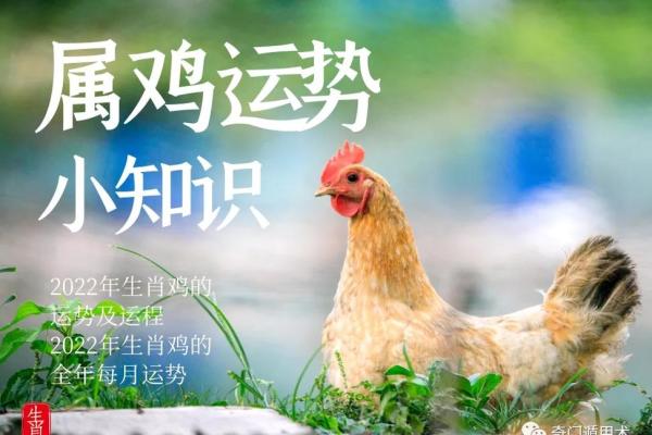 今年是鸡年，属鸡的人命运如何解析