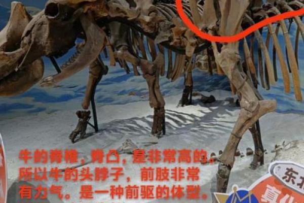 探讨蛇与龙的相配度