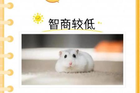 为仓鼠取名字时需要考虑的因素